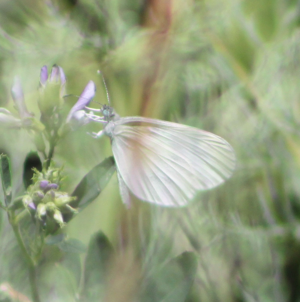 Leptidea sinapis?